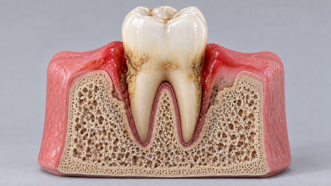 Will Gums Grow Back After Quitting Zyn? What’s Permanent vs. Reversible.